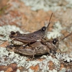 Phaulacridium vittatum (Wingless Grasshopper) at Mount Majura - 8 Jun 2019 by kdm