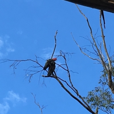 Callocephalon fimbriatum (Gang-gang Cockatoo) at Federal Golf Course - 9 Jun 2019 by KL