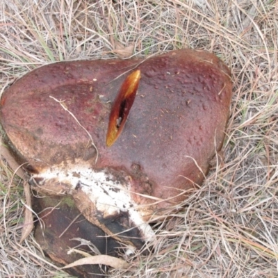 Unidentified Bolete - Fleshy texture, stem central (more-or-less) at Belconnen, ACT - 9 Jun 2019 by Kurt