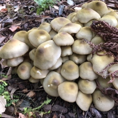 Armillaria sp. (A honey fungus) at Broughton Vale, NSW - 8 Jun 2019 by Nivlek