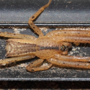 Sidymella trapezia at Evatt, ACT - 5 Jun 2019