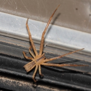 Sidymella trapezia at Evatt, ACT - 5 Jun 2019