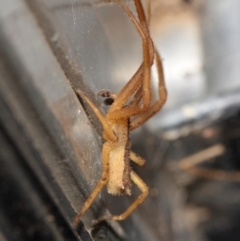 Sidymella trapezia at Evatt, ACT - 5 Jun 2019