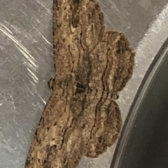 Ectropis excursaria (Common Bark Moth) at Monash, ACT - 27 Apr 2019 by jackQ