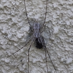 Tamopsis fickerti (Two-tailed spider) at Monash, ACT - 19 May 2019 by jackQ