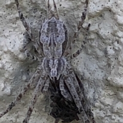 Tamopsis sp. (genus) at Monash, ACT - 19 May 2019