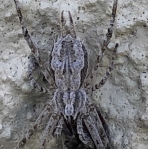 Tamopsis sp. (genus) at Monash, ACT - 19 May 2019