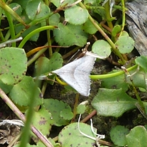 Adeixis inostentata at Sanctuary Point - Basin Walking Track Bushcare - 23 Feb 2019 12:00 AM