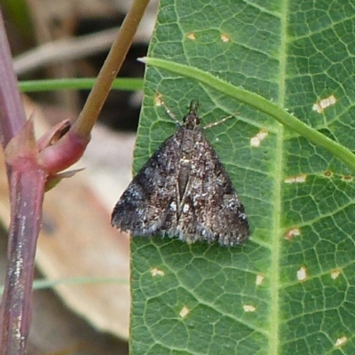 Unidentified Pyralid or Snout Moth (Pyralidae & Crambidae) at Sanctuary Point - Basin Walking Track Bushcare - 25 Mar 2016 by christinemrigg