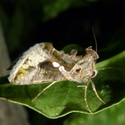 Chrysodeixis eriosoma (Green Looper) at Sanctuary Point, NSW - 28 Mar 2015 by christinemrigg