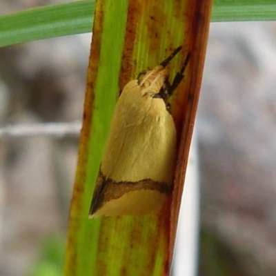 Coesyra phaeozona (A Concealer moth (Chezala Group)) at Woollamia, NSW - 15 Nov 2018 by christinemrigg