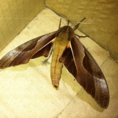 Coequosa triangularis (Double-headed Hawk Moth) at Woollamia, NSW - 30 Apr 2015 by christinemrigg