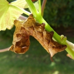 Theretra latreillii (Pale Brown Hawk Moth) at Sanctuary Point, NSW - 19 Mar 2019 by christinemrigg