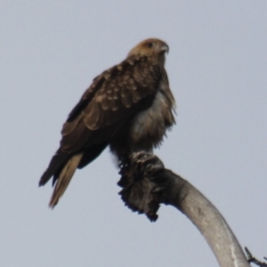 Haliastur sphenurus at Gundaroo, NSW - 9 Jun 2019