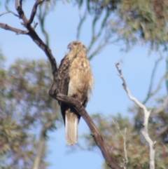 Haliastur sphenurus at Gundaroo, NSW - 9 Jun 2019