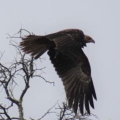 Haliastur sphenurus at Gundaroo, NSW - 9 Jun 2019