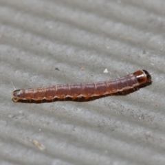 Lepidoptera unclassified IMMATURE moth at Hackett, ACT - 5 Jun 2019 by TimL