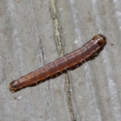 Lepidoptera unclassified IMMATURE moth at Hackett, ACT - 5 Jun 2019