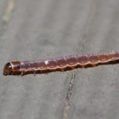 Lepidoptera unclassified IMMATURE moth at Hackett, ACT - 5 Jun 2019