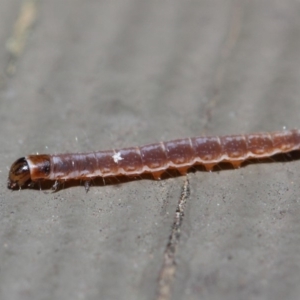 Lepidoptera unclassified IMMATURE moth at Hackett, ACT - 5 Jun 2019