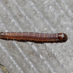 Lepidoptera unclassified IMMATURE moth at Hackett, ACT - 5 Jun 2019