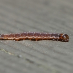 Lepidoptera unclassified IMMATURE moth at Hackett, ACT - 5 Jun 2019