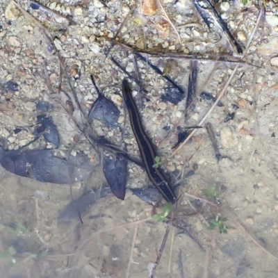 Hirudinidae sp. (family) (A Striped Leech) at Michelago, NSW - 13 Nov 2015 by Illilanga