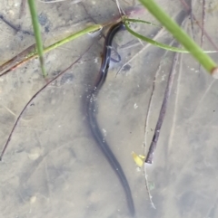 Hirudinidae sp. (family) at Illilanga & Baroona - 13 Nov 2015 05:16 PM