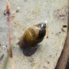 Austropeplea sp. (genus) (Freshwater snail) at Michelago, NSW - 12 Aug 2018 by Illilanga