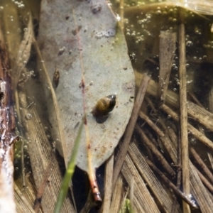 Austropeplea sp. (genus) at Illilanga & Baroona - 12 Aug 2018