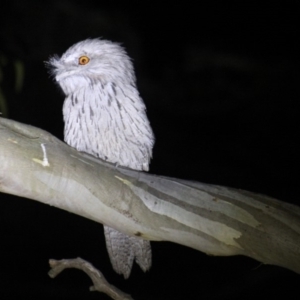 Podargus strigoides at Gundaroo, NSW - 21 Oct 2016