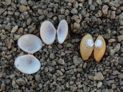 Corbicula australis (Little Basket Shells) at Point Hut to Tharwa - 26 Feb 2017 by MichaelBedingfield