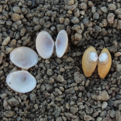 Corbicula australis (Little Basket Shells) at Paddys River, ACT - 26 Feb 2017 by michaelb