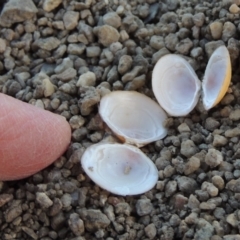 Corbicula australis at Point Hut to Tharwa - 26 Feb 2017