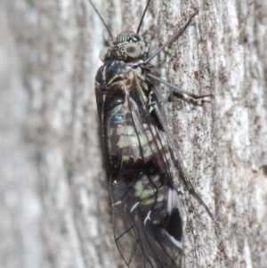 Psocodea 'Psocoptera' sp. (order) at Acton, ACT - 31 May 2019 09:25 AM