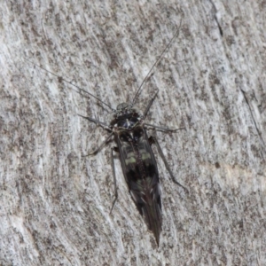 Psocodea 'Psocoptera' sp. (order) at Acton, ACT - 31 May 2019 09:25 AM