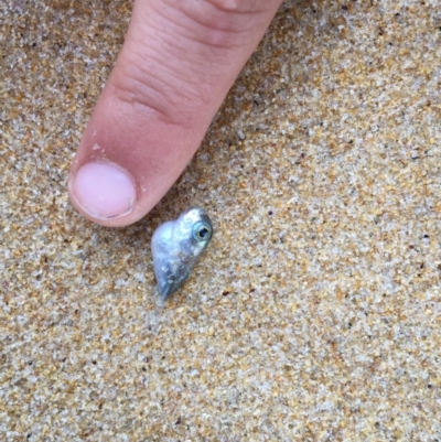 Actinopterygii (class) (Unidentified fish) at Bermagui, NSW - 8 Jun 2019 by JackieLambert