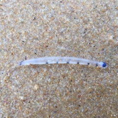 Actinopterygii (class) (Unidentified fish) at Bermagui, NSW - 8 Jun 2019 by JackieLambert