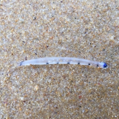 Actinopterygii (class) (Unidentified fish) at Bermagui, NSW - 8 Jun 2019 by JackieLambert