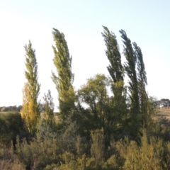 Populus nigra (Lombardy Poplar) at Point Hut to Tharwa - 27 Mar 2019 by MichaelBedingfield