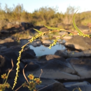 Persicaria hydropiper at Tuggeranong DC, ACT - 27 Mar 2019 07:31 PM