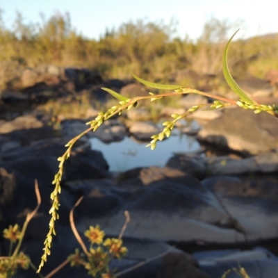 Persicaria hydropiper (Water Pepper) at Point Hut to Tharwa - 27 Mar 2019 by MichaelBedingfield