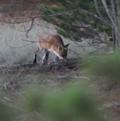 Vulpes vulpes (Red Fox) at Gundaroo, NSW - 21 Apr 2019 by Gunyijan