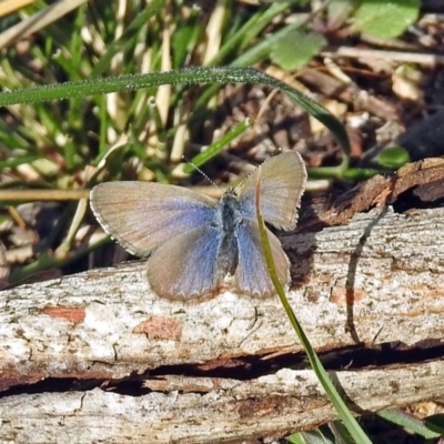 Zizina otis (Common Grass-Blue) at Paddys River, ACT - 9 Jun 2019 by RodDeb
