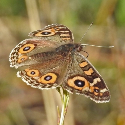 Junonia villida (Meadow Argus) at Paddys River, ACT - 9 Jun 2019 by RodDeb