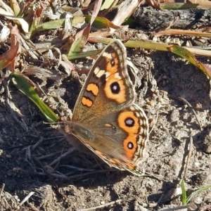 Junonia villida at Paddys River, ACT - 9 Jun 2019