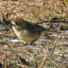 Aphelocephala leucopsis (Southern Whiteface) at Tharwa, ACT - 9 Jun 2019 by RodDeb