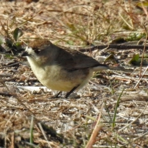 Aphelocephala leucopsis at Tharwa, ACT - 9 Jun 2019 11:56 AM