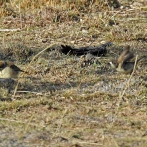 Aphelocephala leucopsis at Tharwa, ACT - 9 Jun 2019 11:56 AM