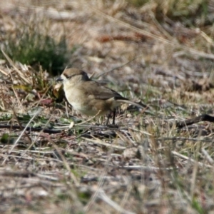 Aphelocephala leucopsis at Tharwa, ACT - 9 Jun 2019 11:56 AM